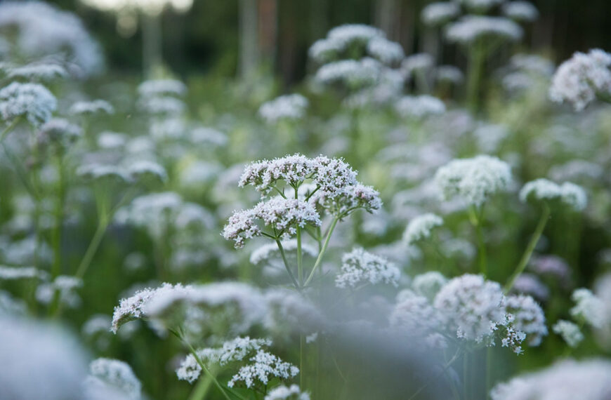 Deze zomerse aromatische plant laat je in minder dan 30 minuten in slaap vallen