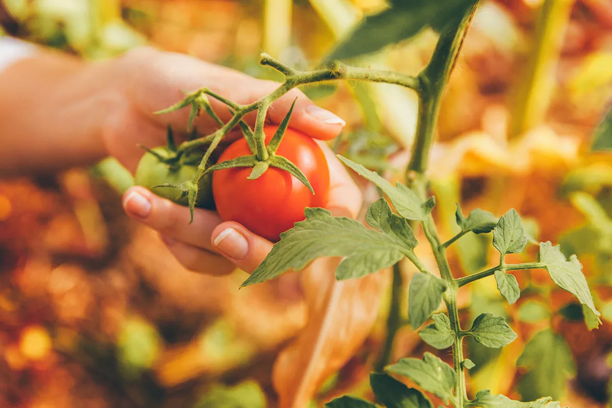 Dit is waarom je je tomatenplanten absoluut moet schudden, volgens deze boer