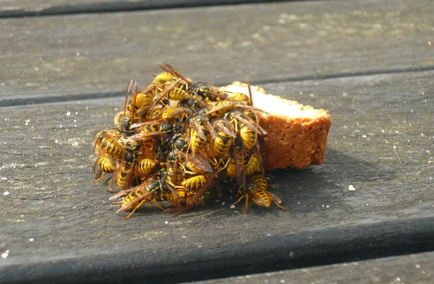 Een imker onthult zijn natuurlijke trucs om wespen weg te houden