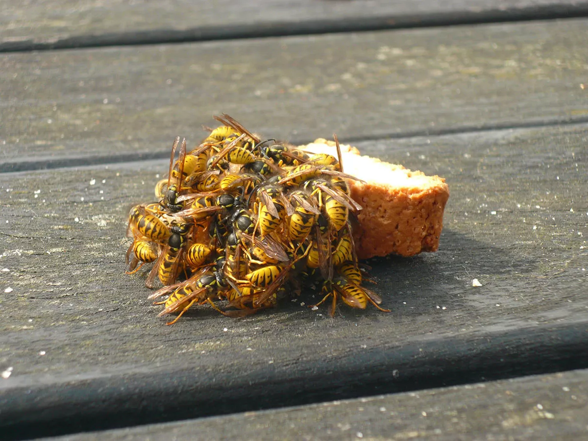 Een imker onthult zijn natuurlijke trucs om wespen weg te houden