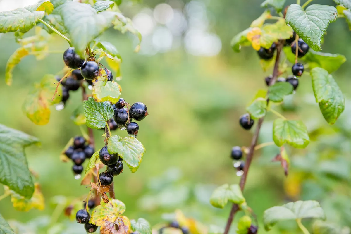 Een zomerse vrucht overtreft de sinaasappel qua vitaminegehalte