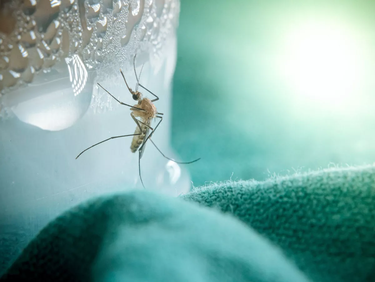 Gebruik een eenvoudig glas om voorgoed van muggen af te komen