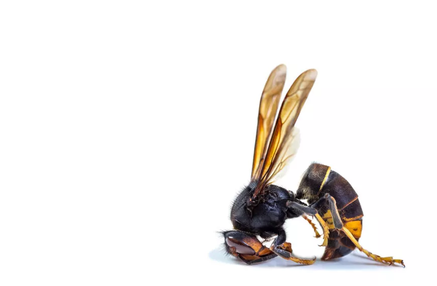 Het onmisbare plantaardige wapen om jouw tuin te beschermen tegen Aziatische hoornaars