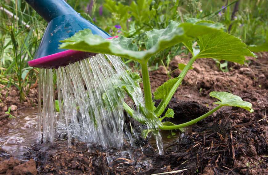 Hier is de ultieme tip om de bewatering van je moestuin te regelen tijdens je vakantie.