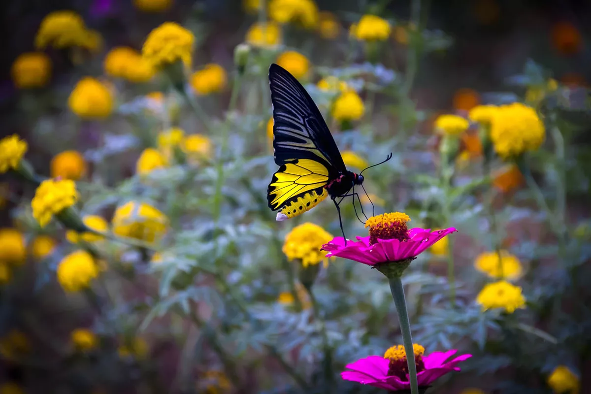 Hier is onze selectie van de mooiste planten om vlinders naar uw tuin te lokken