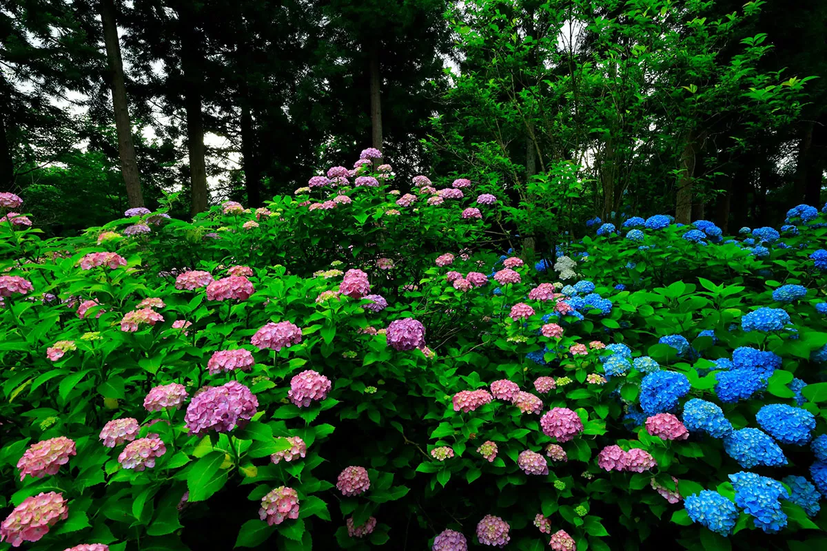 Hier zijn de beste planten om samen met je hortensia's te planten voor een prachtig resultaat