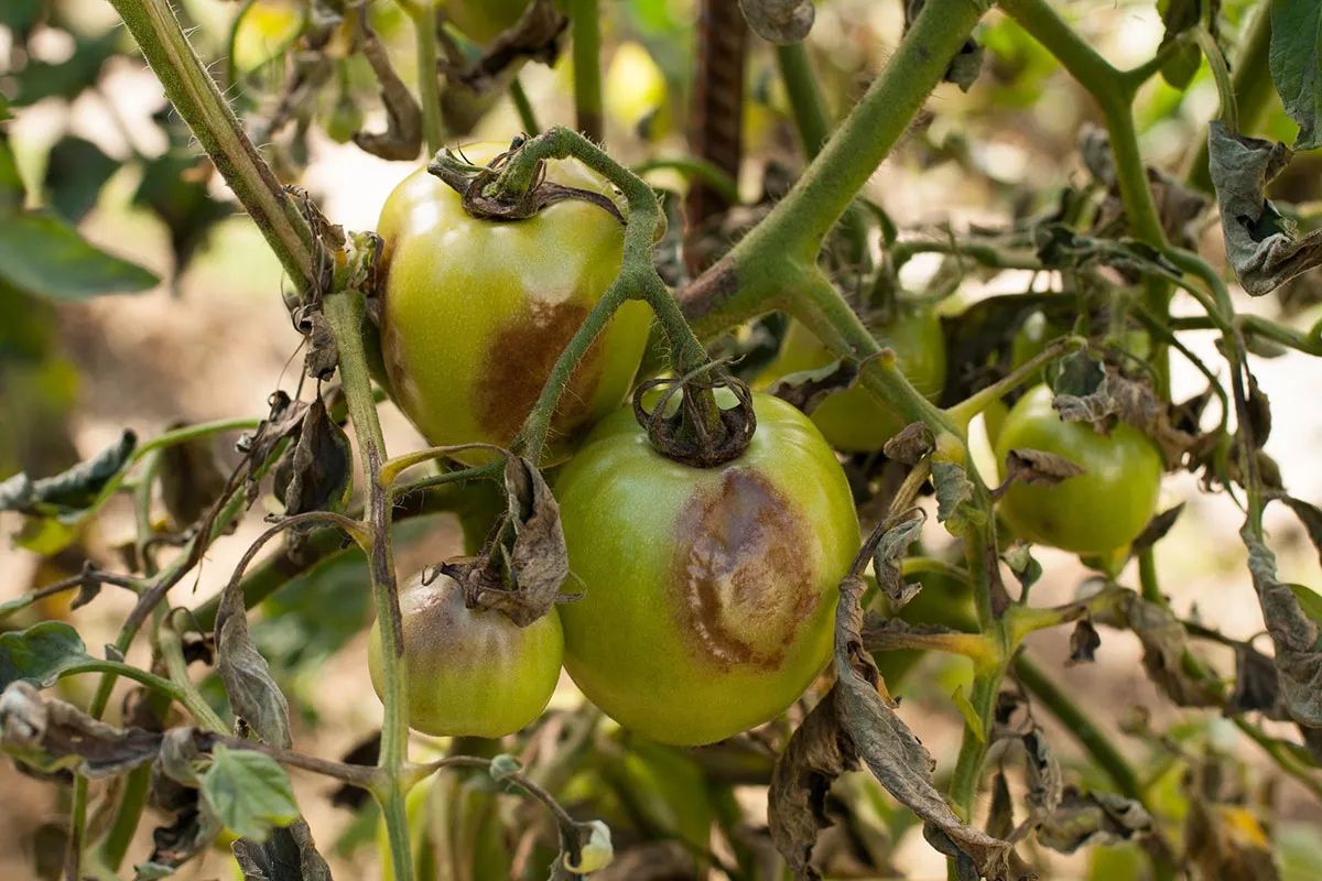 Hoe deze 12 veelvoorkomende ziektes bij tomaten identificeren en behandelen