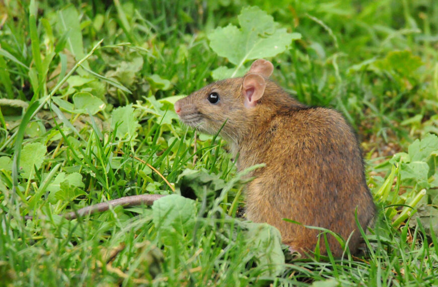 eze planten zullen ratten de hele zomer uit je tuin wegjagen