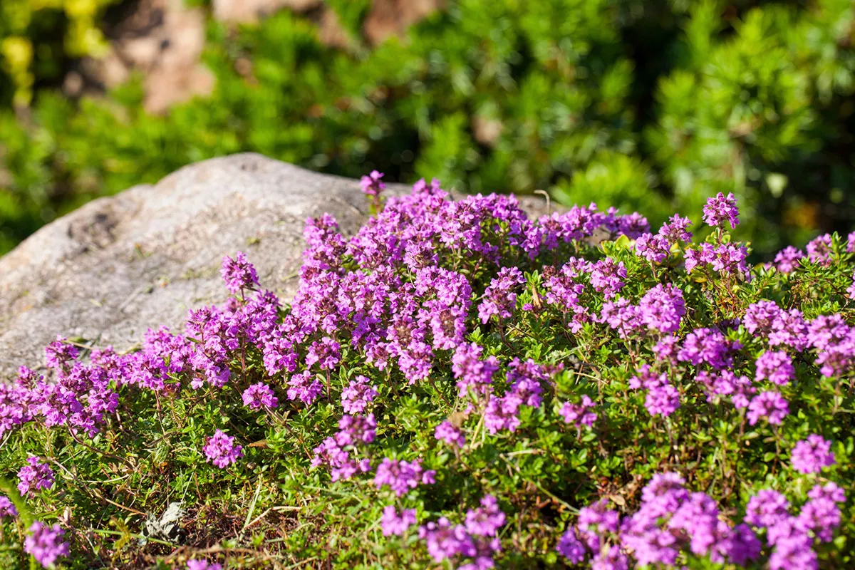 Kweek deze prachtige bloem op steen voor een rustieke en onderhoudsvriendelijke tuin.