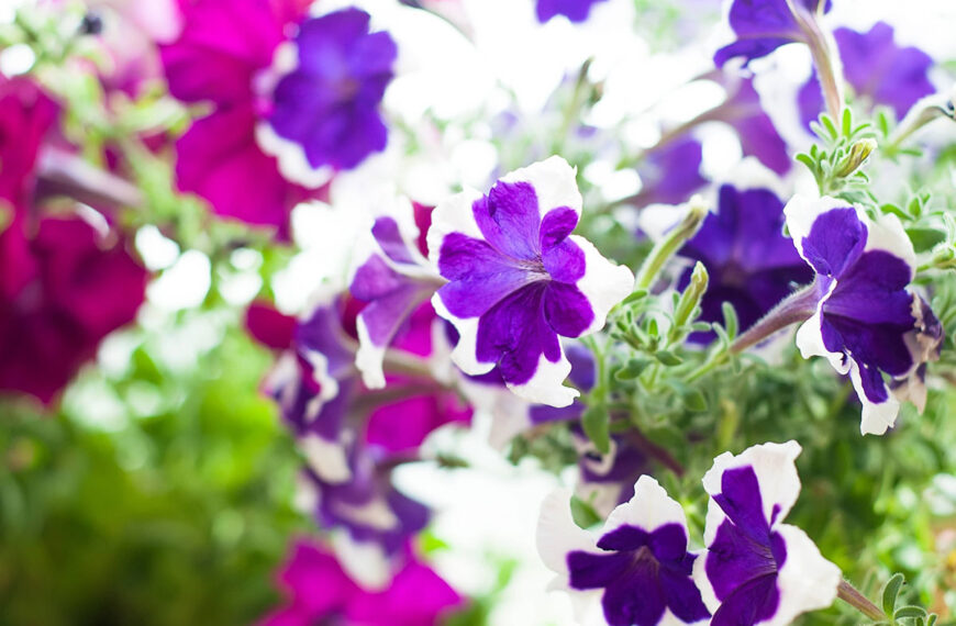 Onze selectie van de 6 mooiste hangplanten voor buiten