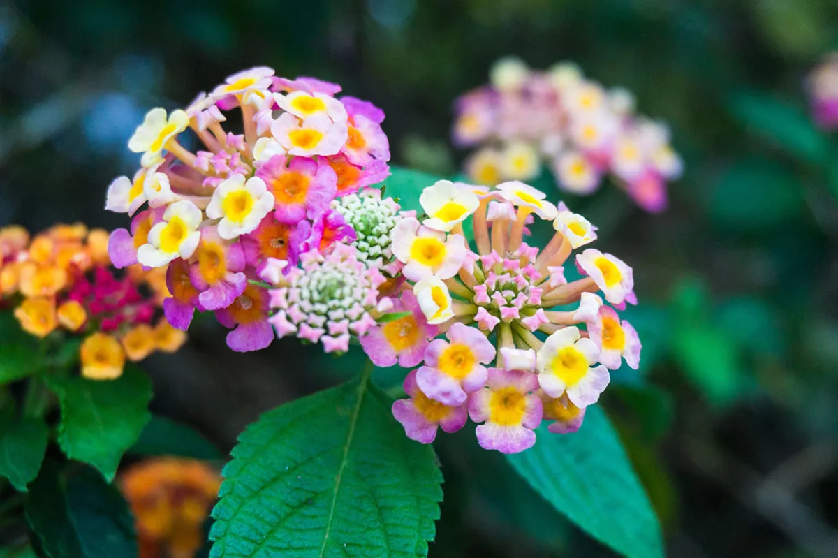 Plant en bewonder deze bloem die van kleur verandert en het hele jaar door bloeit