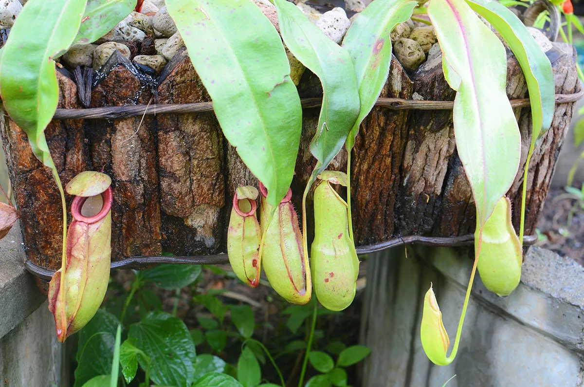 Sarracenia kweken