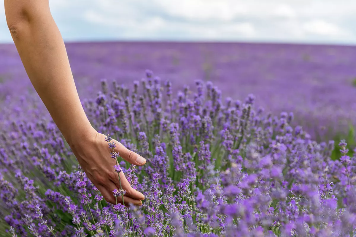 Tegen alcoholisme en verslavingen, deze therapeutische tuin verricht wonderen