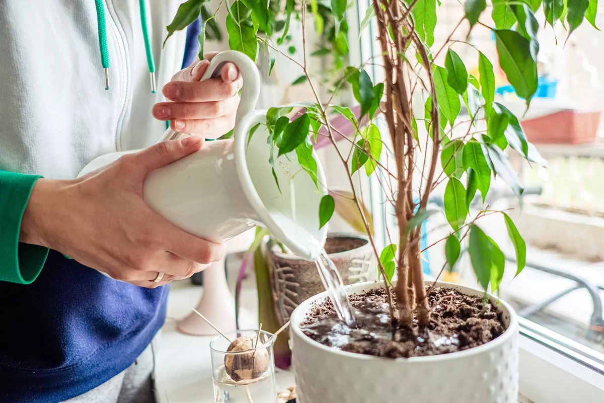 Vakantie: Hoe om te gaan met het water geven en de gezondheid van je kamerplanten?