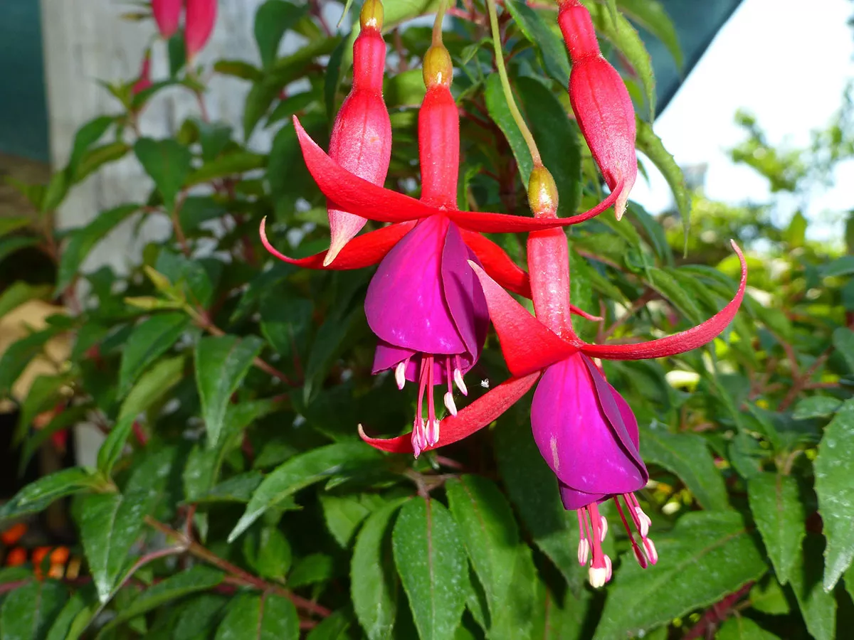 Vermenigvuldig uw fuchsia's