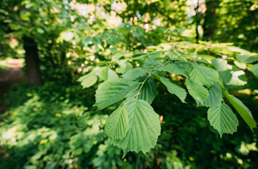 Vermijd het snoeien van deze boom in juli, een praktijk die bekend staat als ongeluk brengen gedurende de zomer