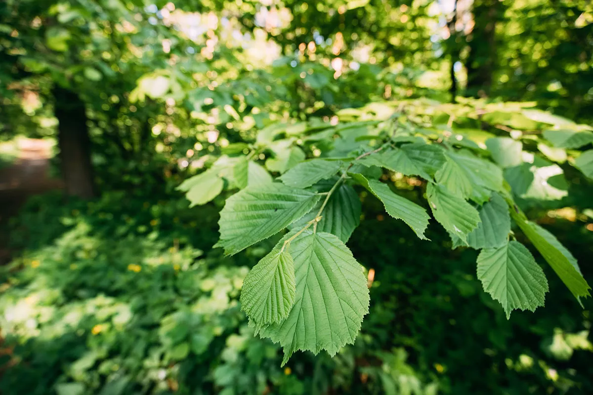 Vermijd het snoeien van deze boom in juli, een praktijk die bekend staat als ongeluk brengen gedurende de zomer