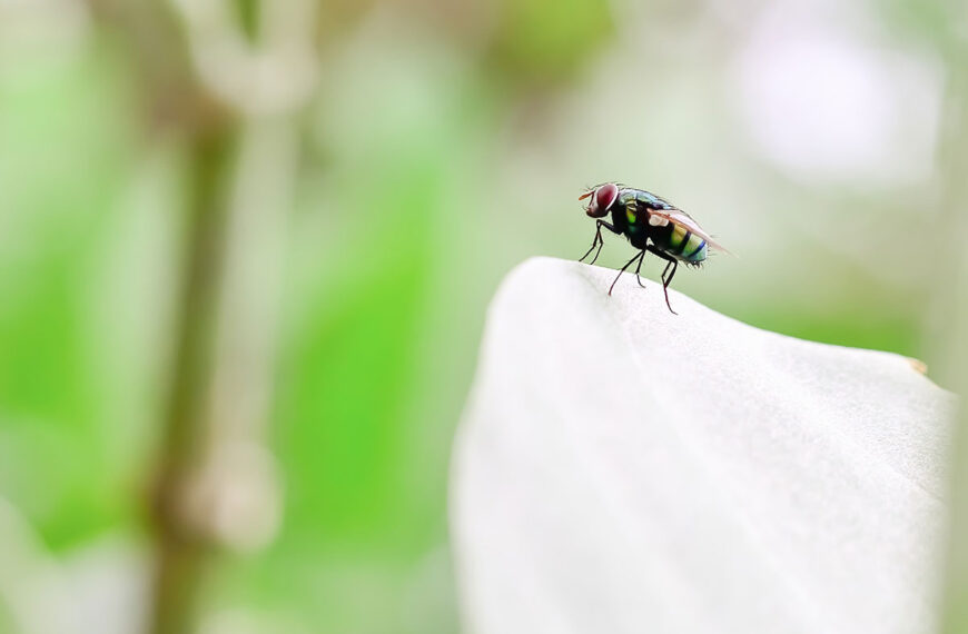 Zeg vaarwel tegen vliegen in huis met behulp van deze plant