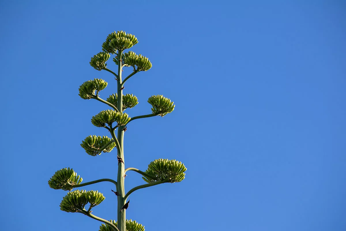 agave americana bloeiend