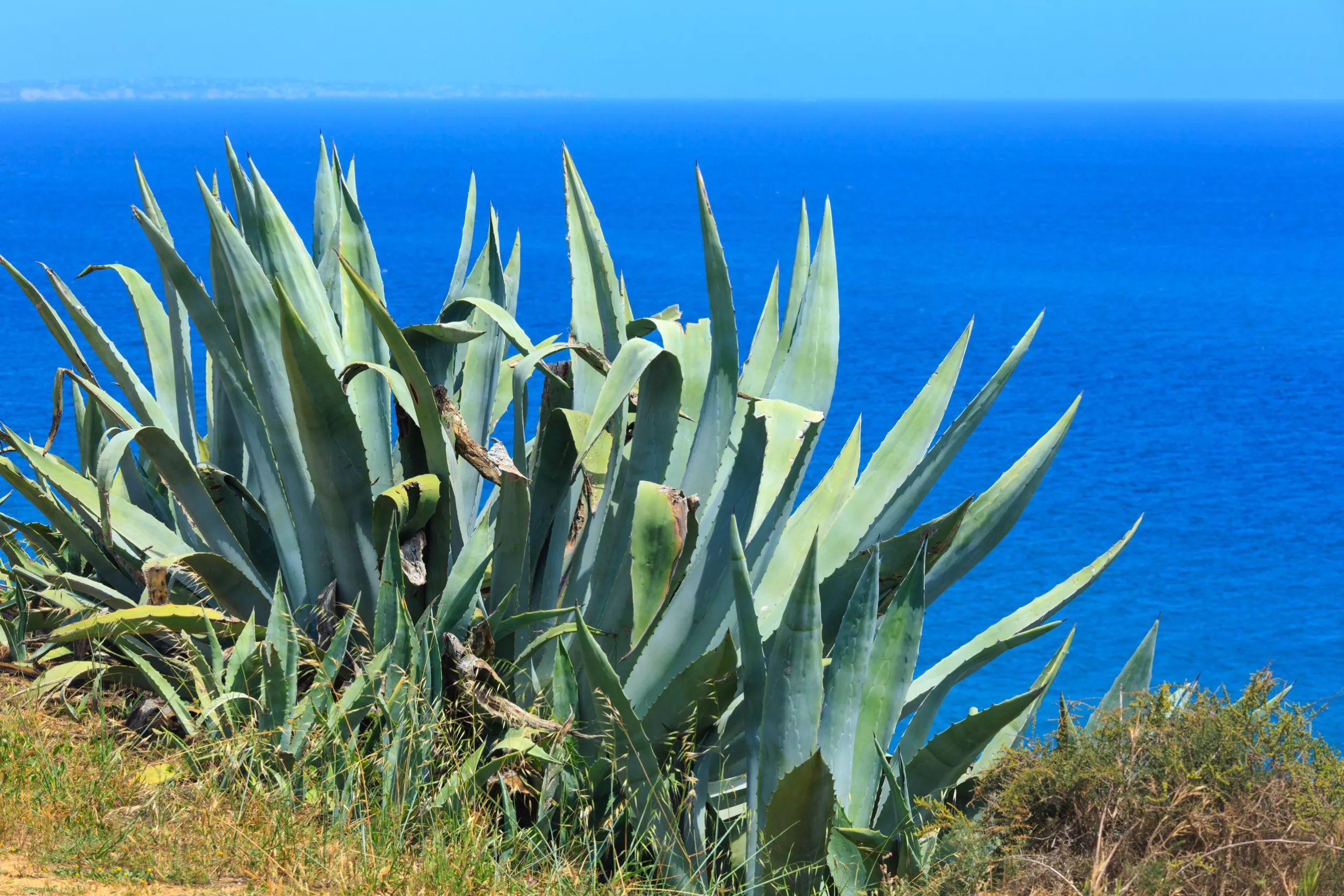 agave americana