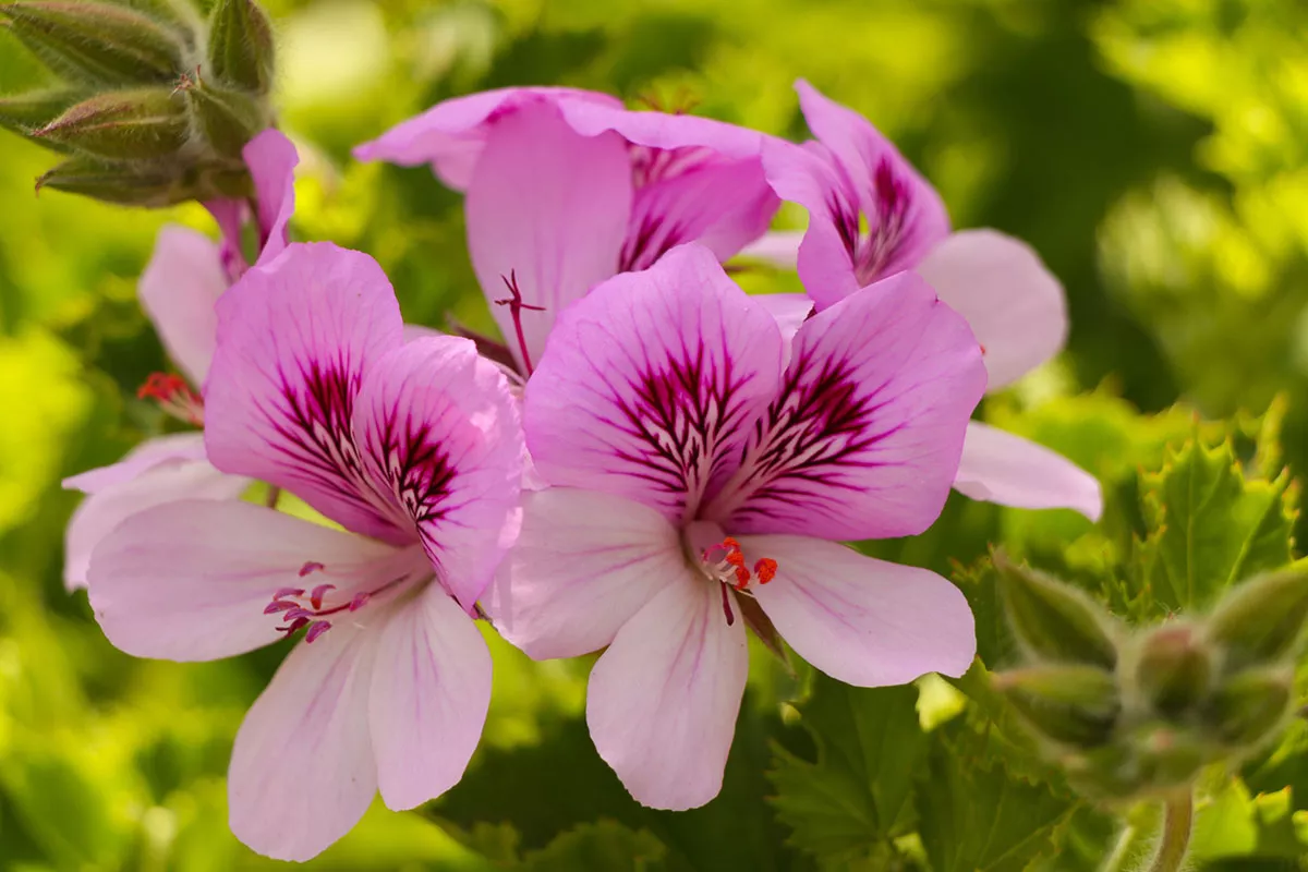 geraniums