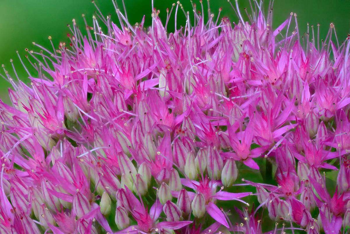 sedum spectabile