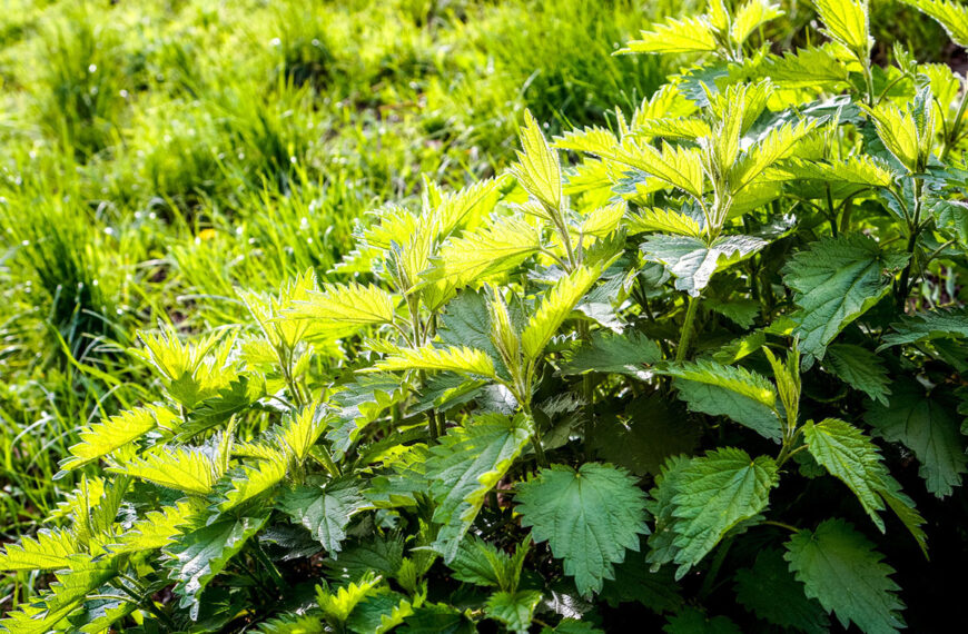 5 onfeilbare tips om brandnetels voorgoed uit uw tuin te verwijderen