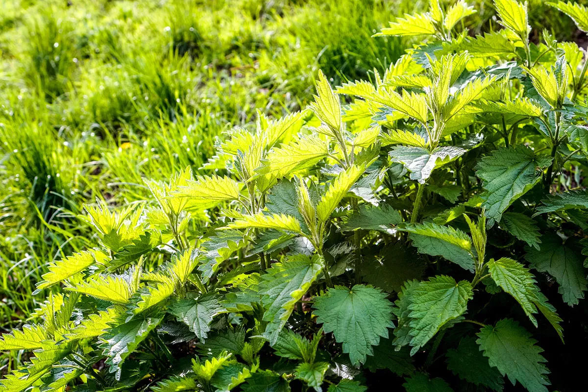 5 onfeilbare tips om brandnetels voorgoed uit uw tuin te verwijderen