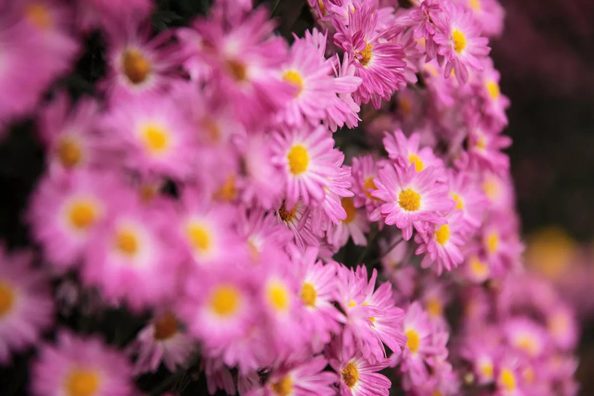 Chrysanten