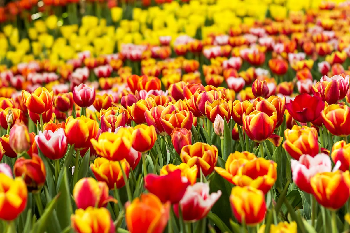 De ongelooflijke truc van deze moeder voor stralende tulpen elk jaar