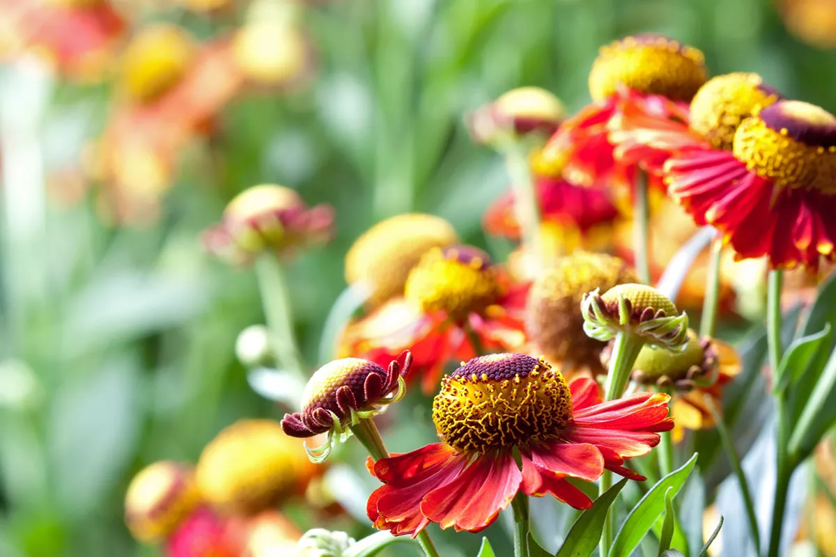 Deze opvallende plant is de ster van de herfst in de tuinen