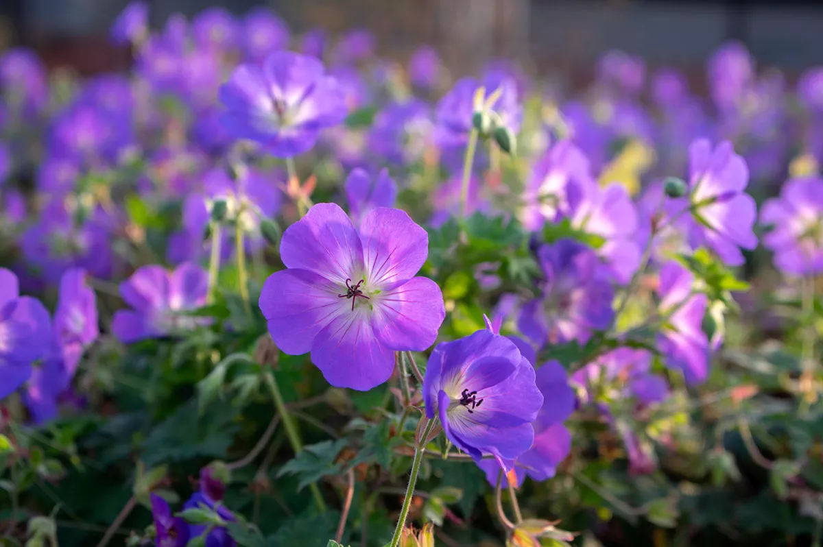 Geranium Rozanne bloem