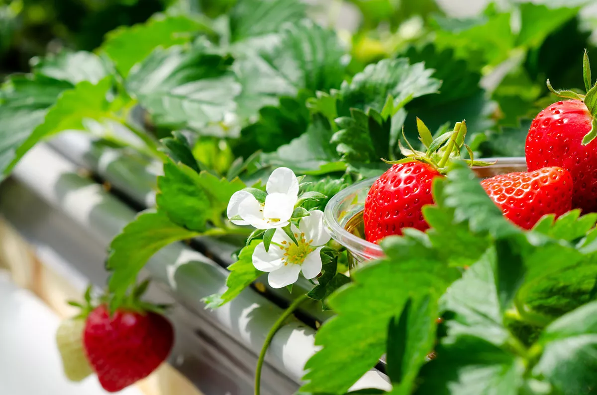 Het is nog steeds tijd om dit aardbeienras in uw tuin te planten om er tot eind oktober van te genieten