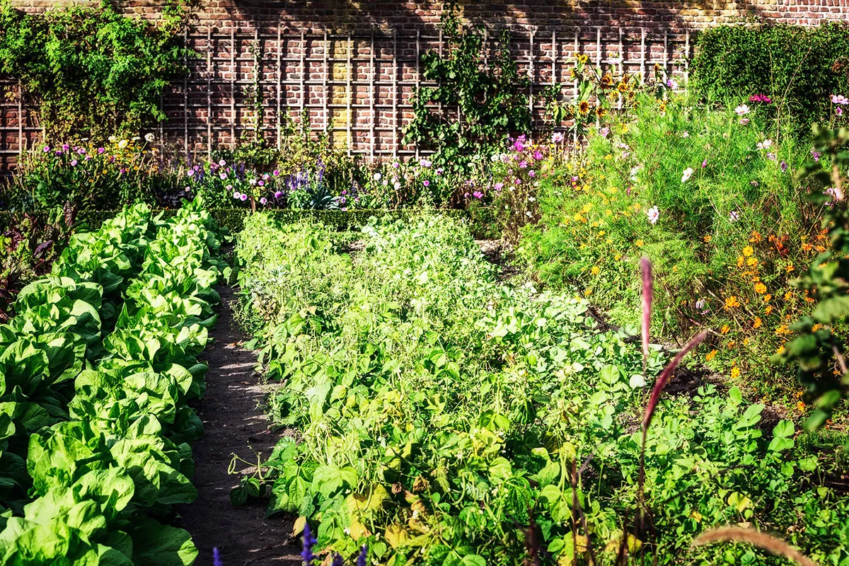 Het tot ontploffing brengen van de groei van zijn moestuin