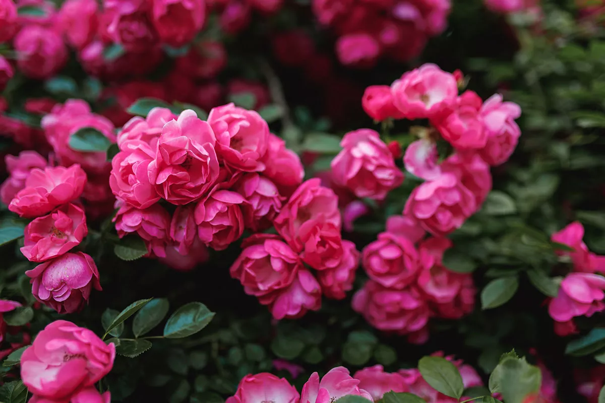 Negeer de klassieke adviezen vermijd het snoeien van je rozen in september (tenzij je deze specifieke soort hebt).