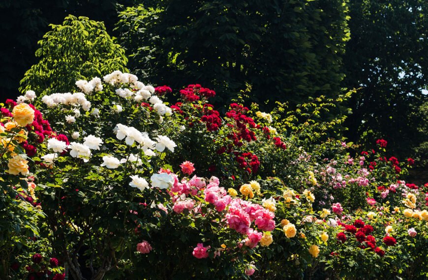 Ontdek de beste natuurlijke meststof om je rozen te voeden in september!