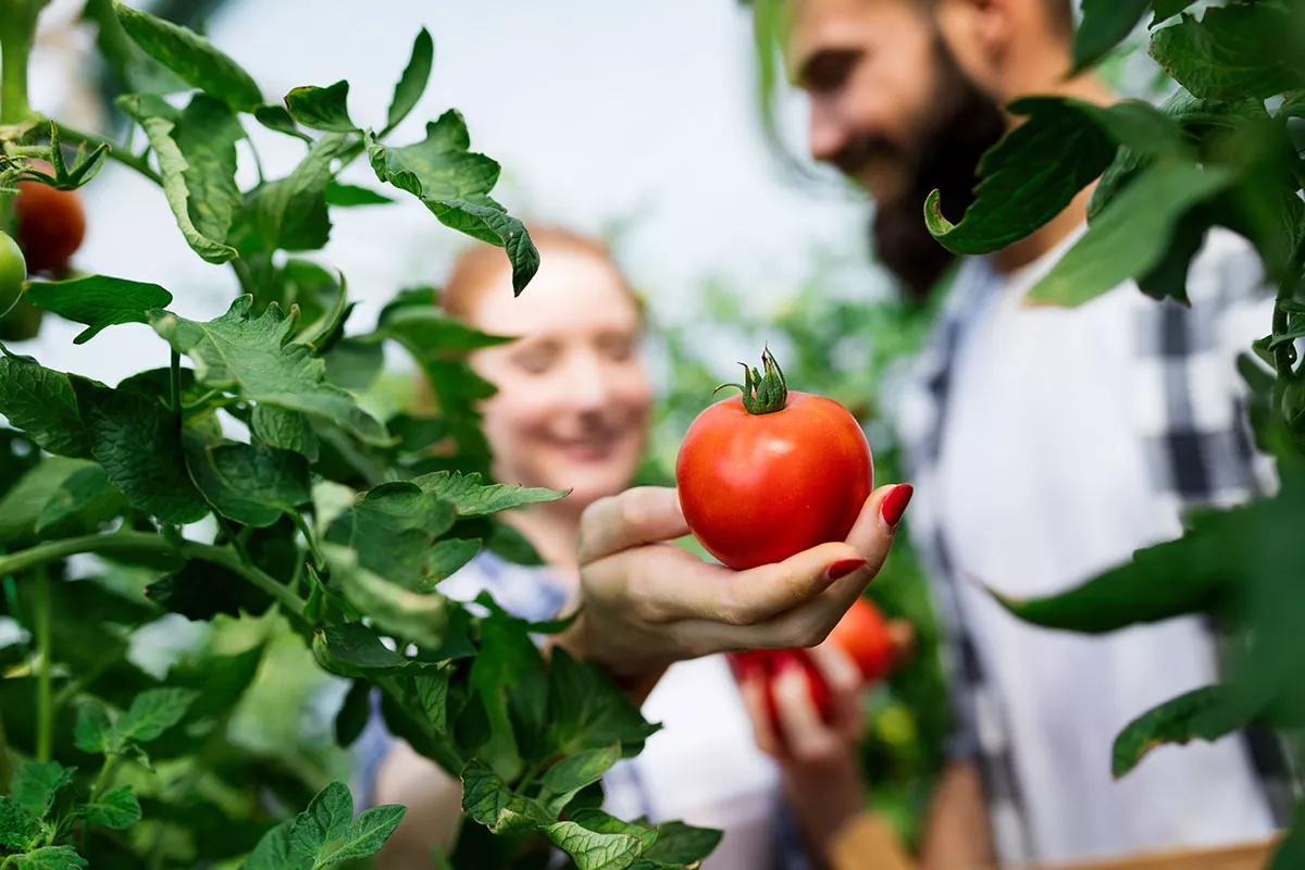 Ontdek deze weinig bekende truc om gedurende de hele herfst tomaten te laten groeien