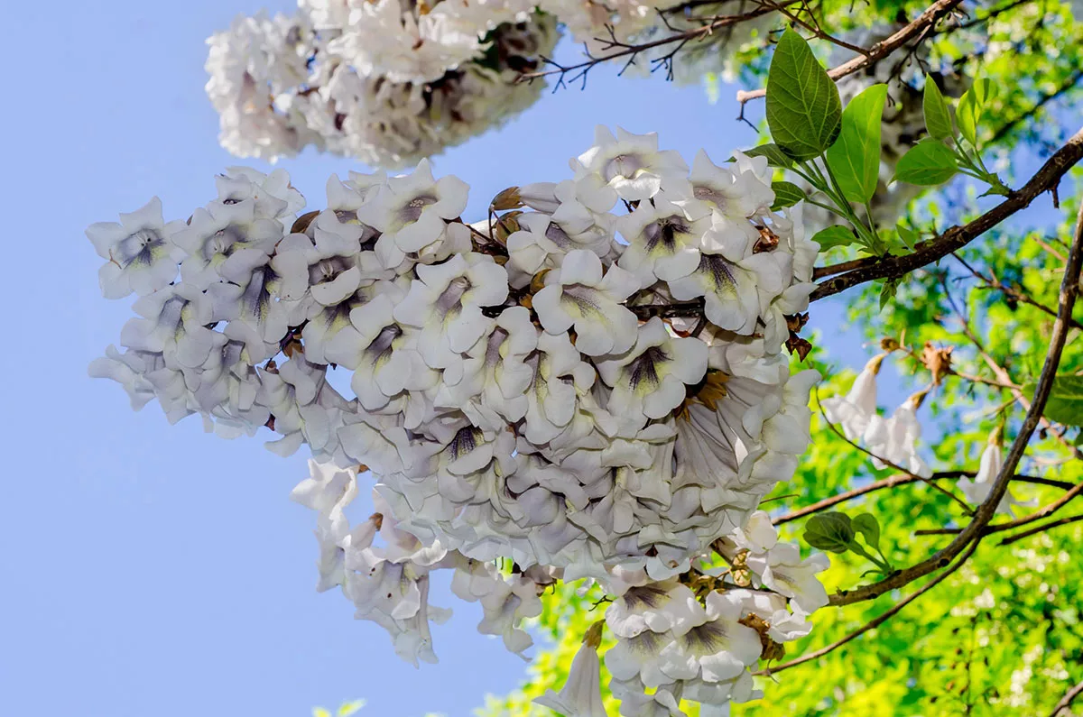 Paulownia blomen