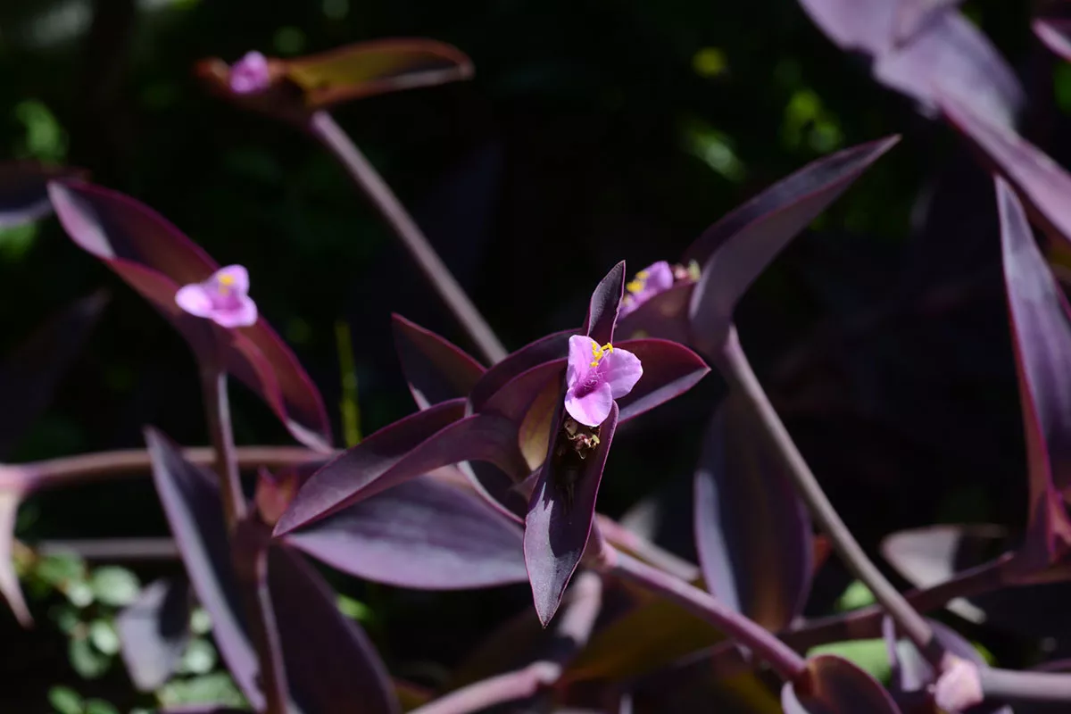 deze bloem brengt geen ongeluk en is perfect voor je tuin