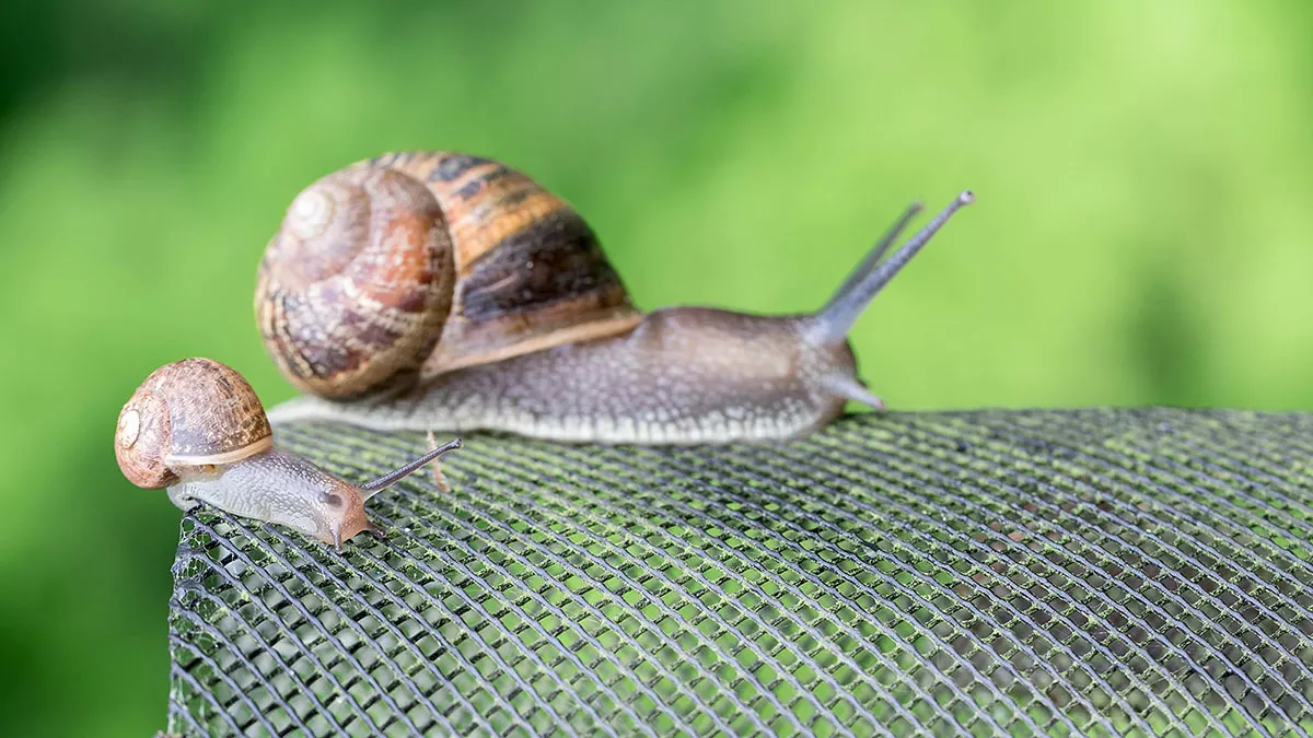 Stoppen met chemische slakkenbestrijdingsproducten, een expert onthult zijn natuurlijke methode die werkt.