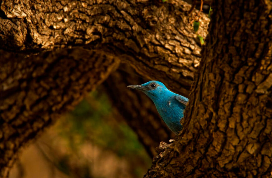 Een tot nu toe onbekende vogel ontdekt en gefotografeerd als