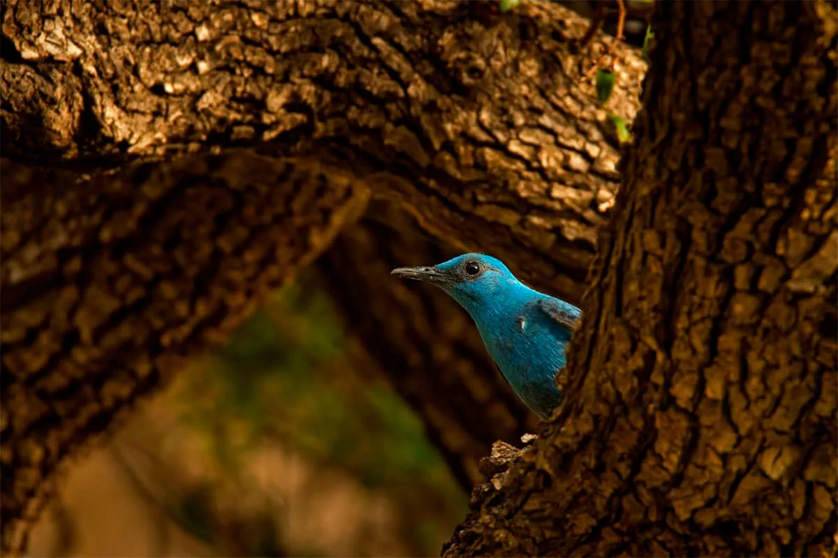 Een tot nu toe onbekende vogel ontdekt en gefotografeerd als