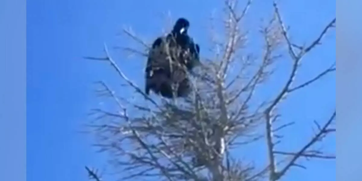 Een vrouw is geschokt wanneer een wilde vogel in het Engels tegen haar begint te praten