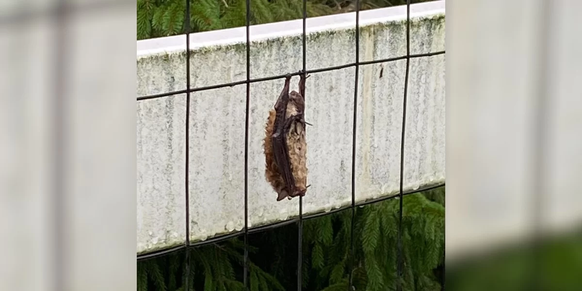 Een vrouw ziet een natte vorm aan een hek hangen en redt uiteindelijk een lieve oude dame