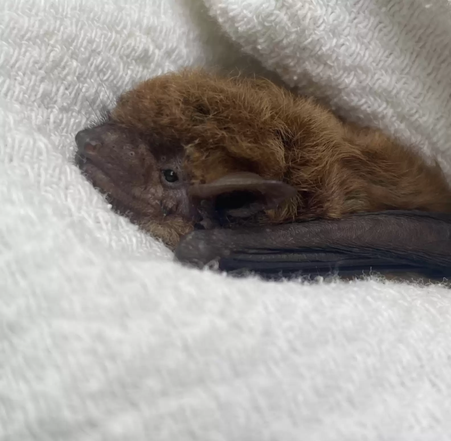 Facebook/Pennsylvania Bat Rescue