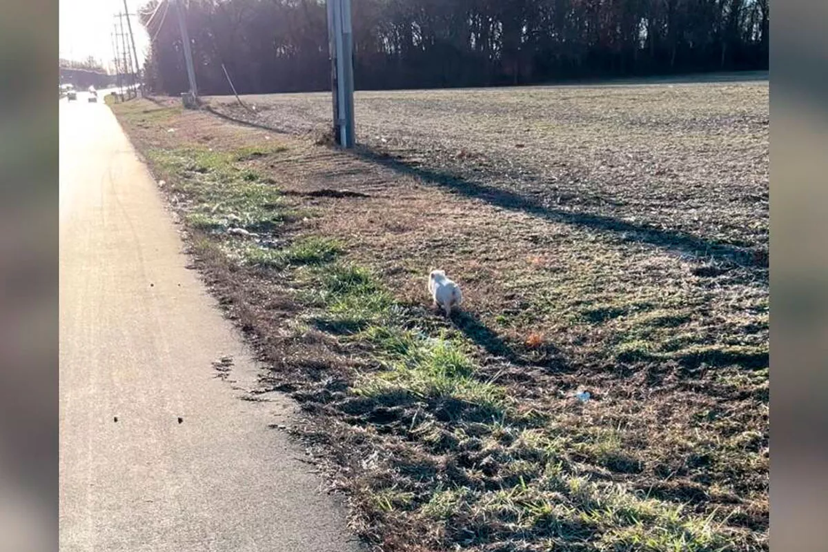 Op weg naar het werk maakt deze vrouw een verrassende ontmoeting met een vreemd dier