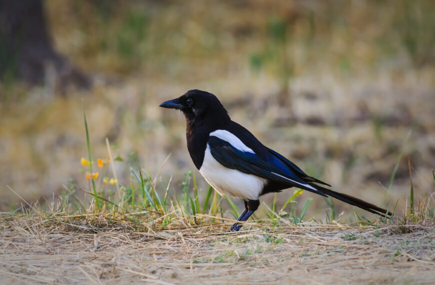 Waarom je deze veelvoorkomende vogel in Nederland absoluut niet moet lastigvallen