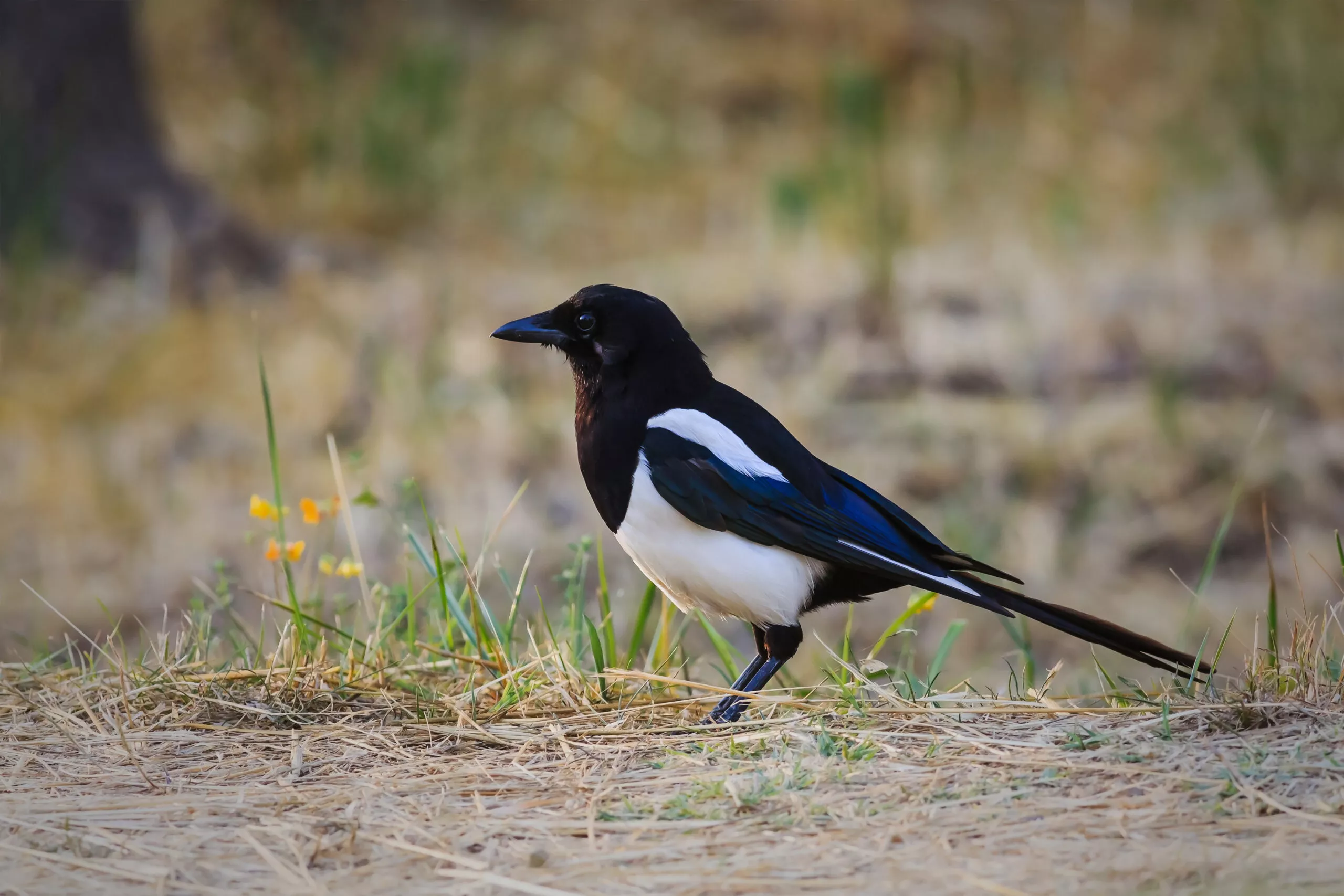 Waarom je deze veelvoorkomende vogel in Nederland absoluut niet moet lastigvallen