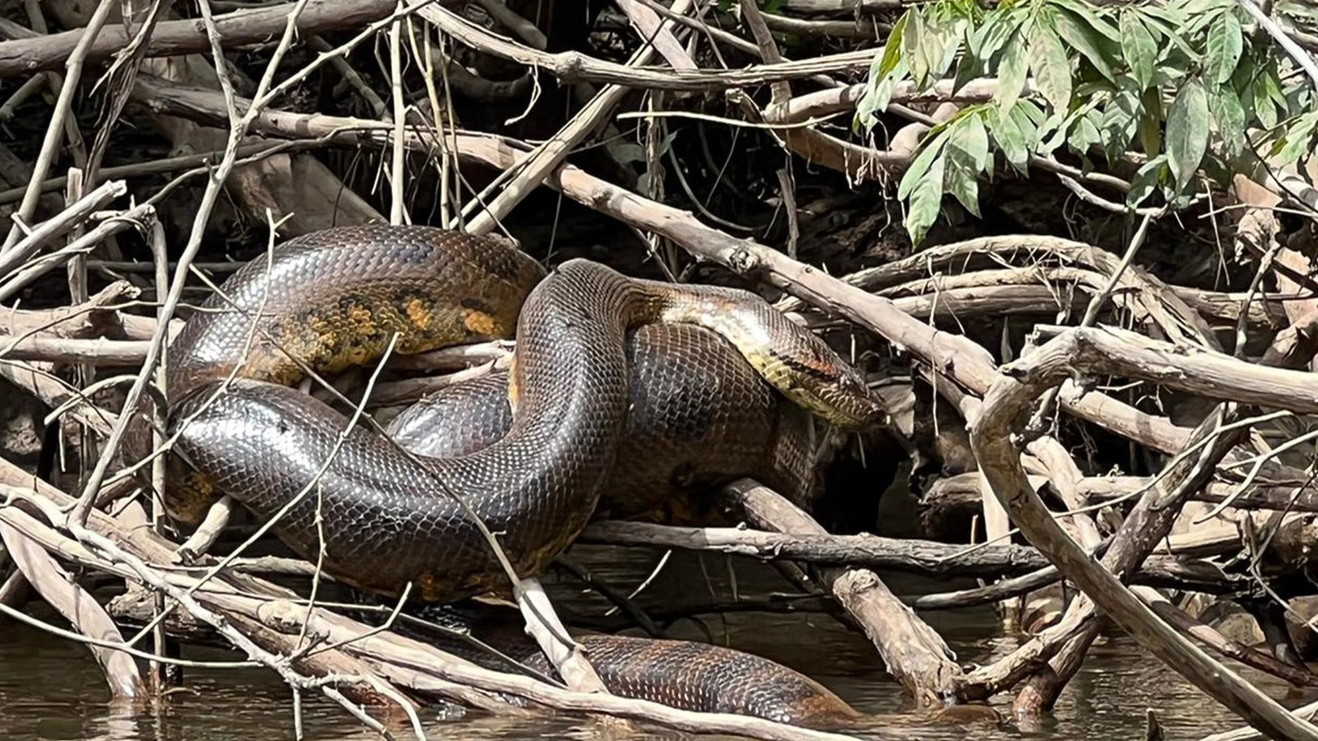 anaconda-on-a-riverbank