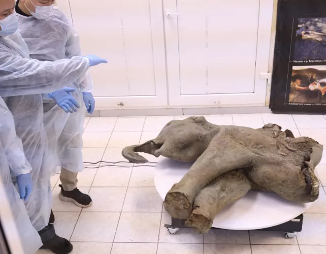 russia mammoth mummy